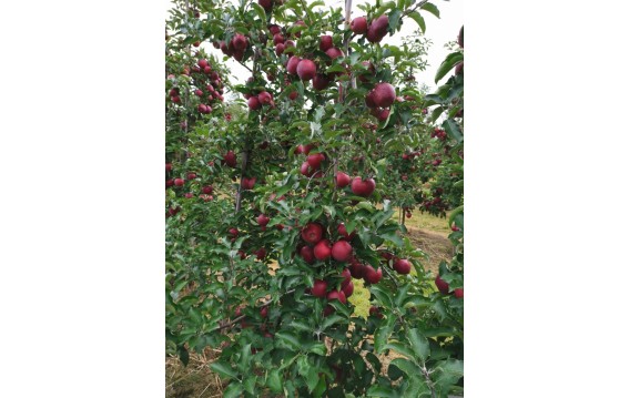 Znajdź jabłka Jonaprince i Golden Delicious na DeFood. Wybierz najwyższą jakość owoców z naszej platformy wymiany rolniczej.