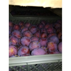 Śliwki TopHit, Węgierka,...