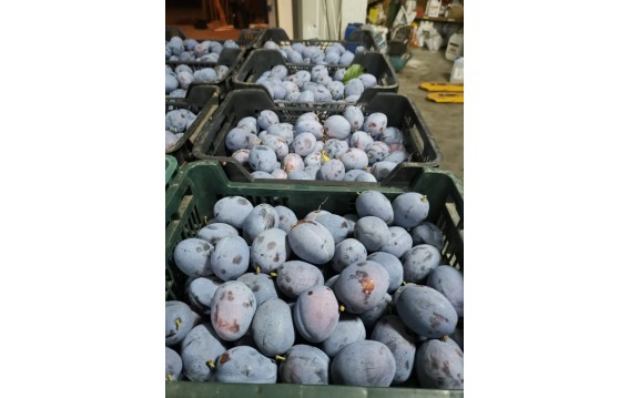 Śliwki TopHit, Węgierka, President sezon 2023