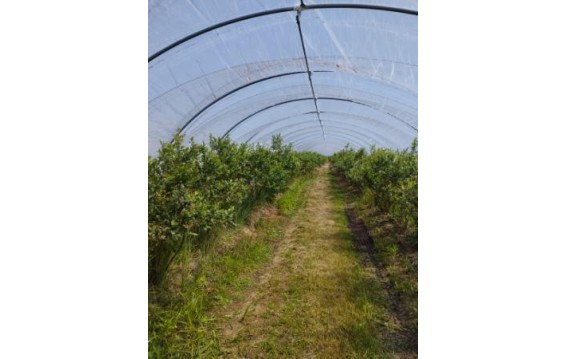 Polska borówka amerykańska Global Gap/Polish blueberry Global Gap 2024