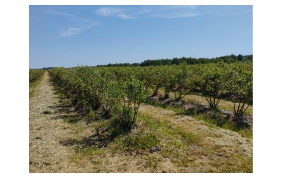 Polska borówka amerykańska Global Gap/Polish blueberry Global Gap 2024