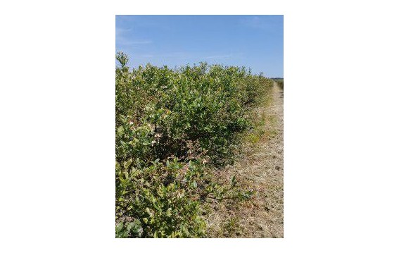 Polska borówka amerykańska Global Gap/Polish blueberry Global Gap 2024