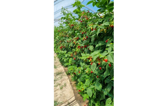 Odkryj świeże maliny na DeFood. Zakup najwyższej jakości owoce prosto z naszej platformy wymiany rolniczej.