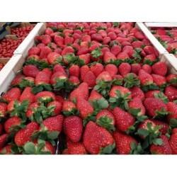 Strawberriess I class