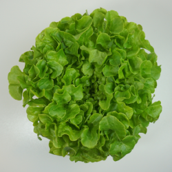 Sałaty cięte/w doniczce...