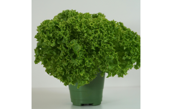 Sałaty cięte/w doniczce WSZYSTKIE RODZAJE