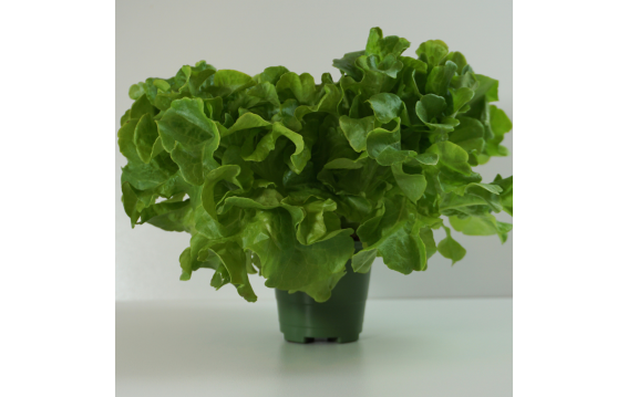 Sałaty cięte/w doniczce WSZYSTKIE RODZAJE