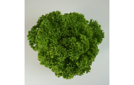 Sałaty cięte/w doniczce WSZYSTKIE RODZAJE