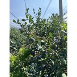 Borówka amerykańska 