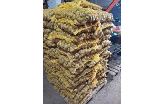 კარტოფილი