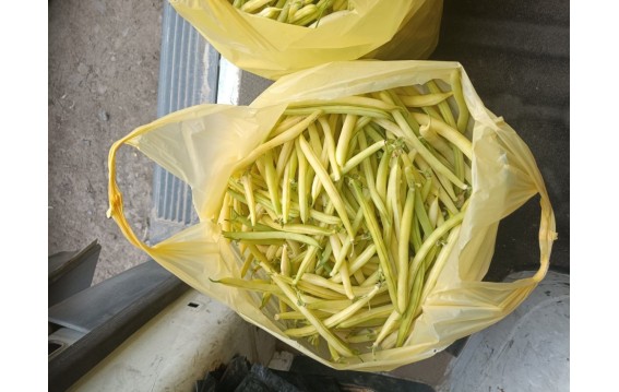 მწვანე ლობიო