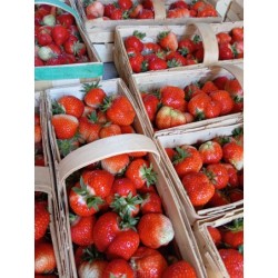 truskawka- rumba, Olympia,...