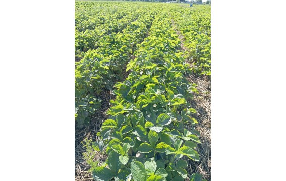 truskawka- rumba, Olympia, honeoye, verdi 