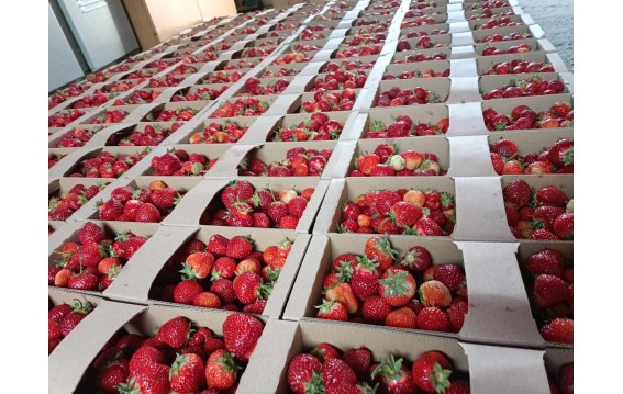 truskawka- rumba, Olympia, honeoye, verdi 