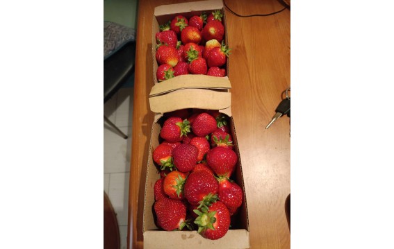 truskawka- rumba, Olympia, honeoye, verdi 