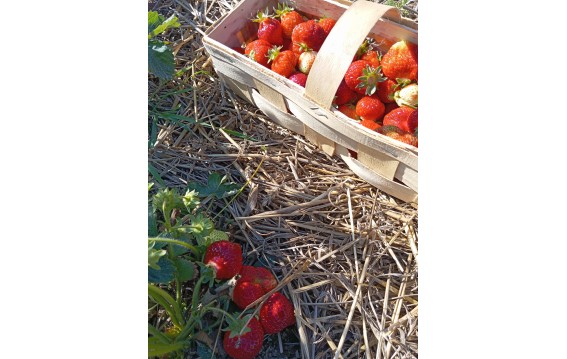 truskawka- rumba, Olympia, honeoye, verdi 