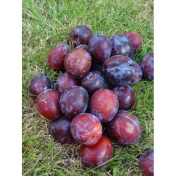 Śliwka Polska wczesna -...