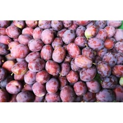 śliwka dostępna na giełdzie DeFood, wyróżniająca się soczystością i głębokim, naturalnym smakiem.