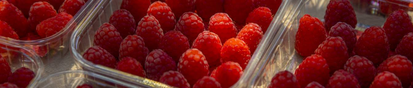 AGROSTORE GEORGIA (TM SIAMO)