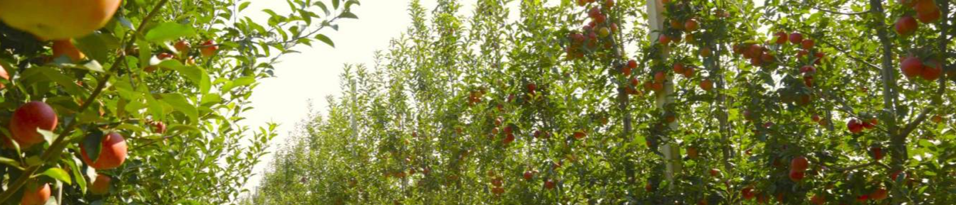 შპს ხიჩატელი (Khichateli)