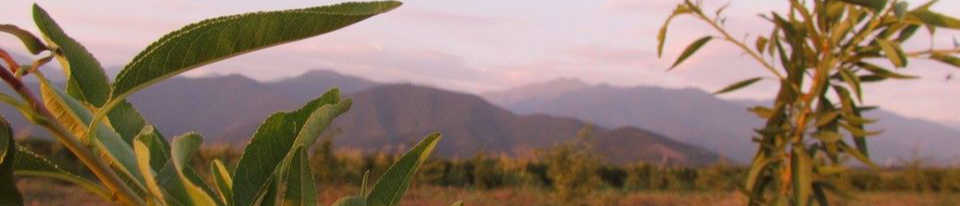 Nushi - Georgian Almond 