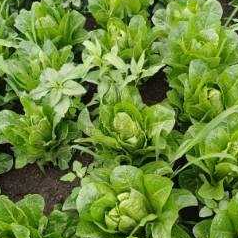 Gospodarstwo Rolno Warzywne Agnieszka Mariusz Bierzanowski