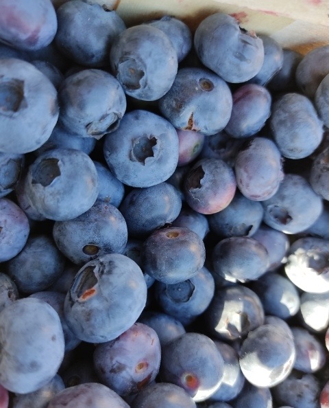 Gospodarstwo Rolne Zielona Dostawa