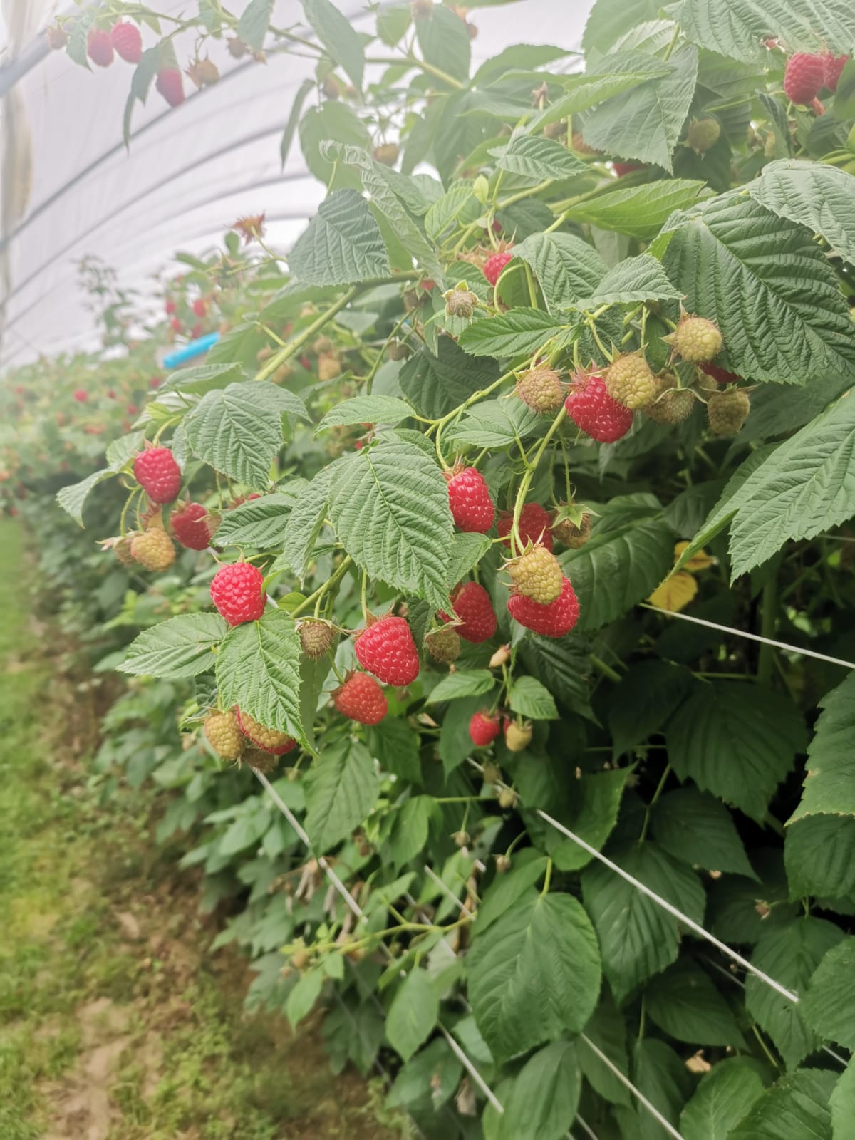 Gospodarstwo Rolne Maciej Solis