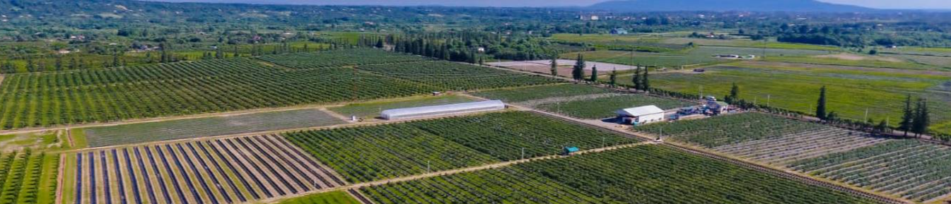 West Best Blueberry Plant