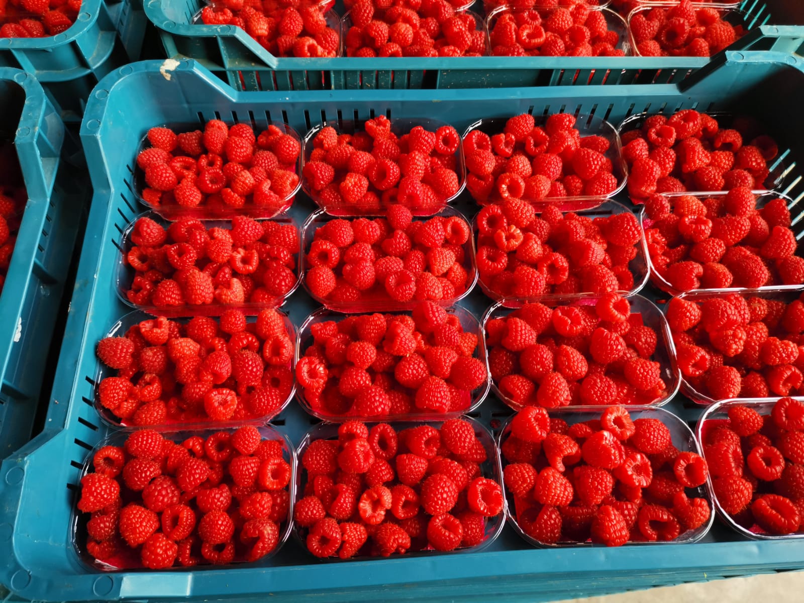 Gospodarstwo Rolne Maciej Solis