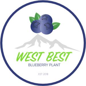 West Best Blueberry Plant