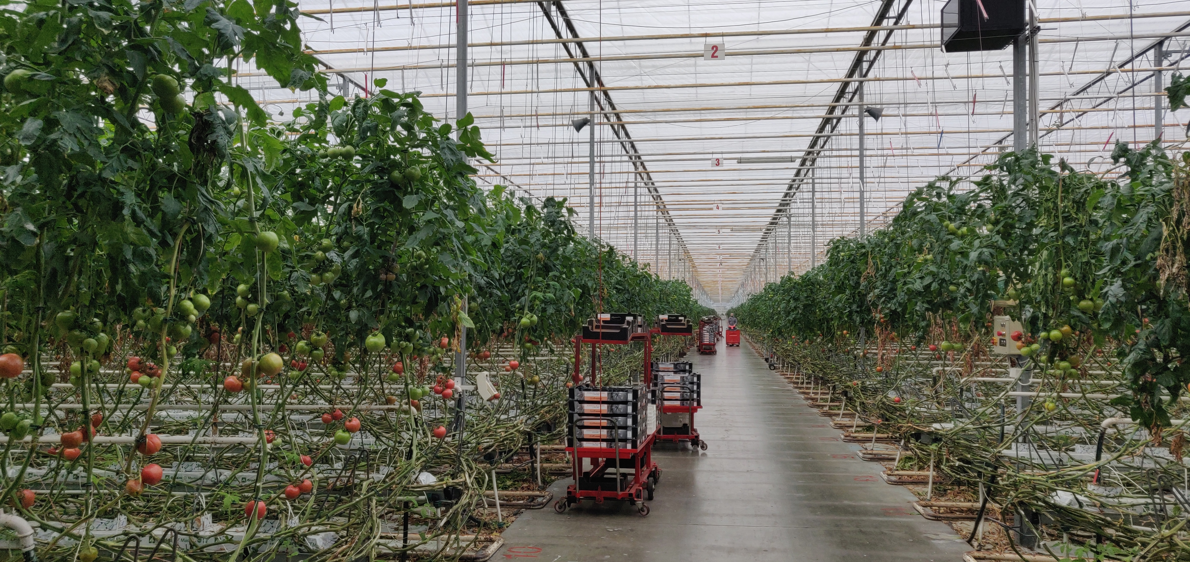 Zakład Ogrodniczy Pytlik Michał