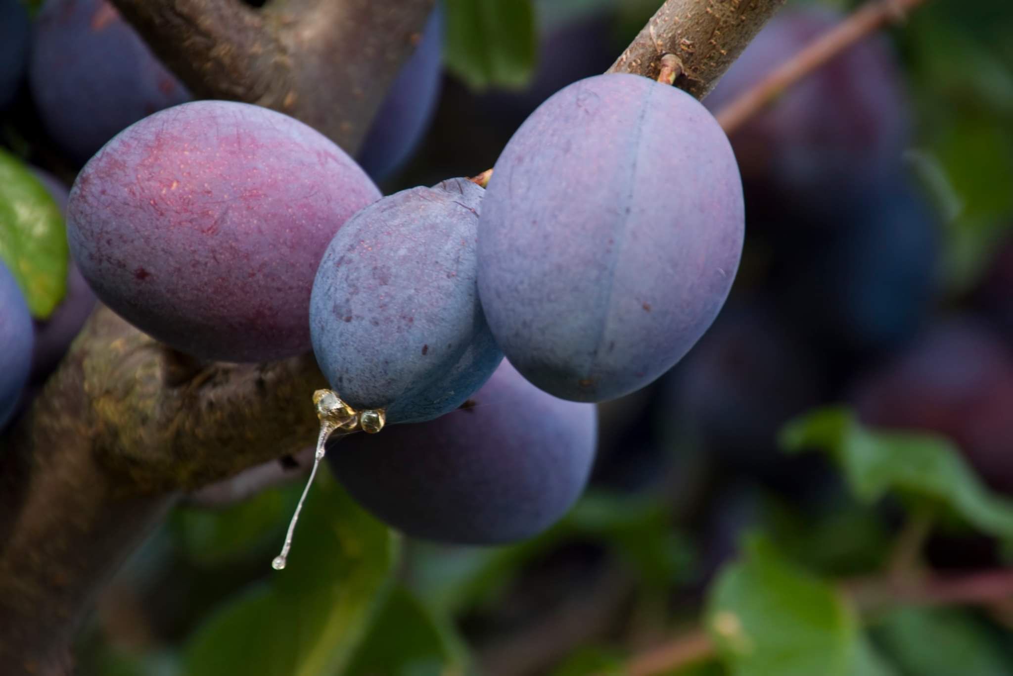 Gospodarstwo Rolne Marcin Żak