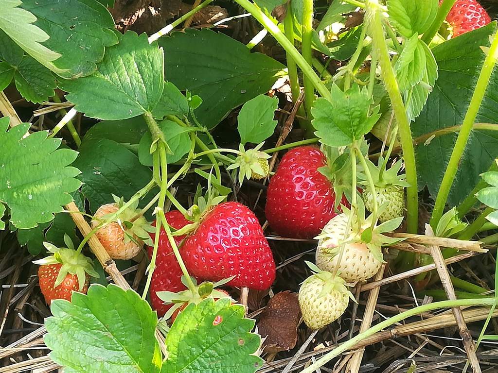 Gospodarstwo Rolne Mariusz Turkowski