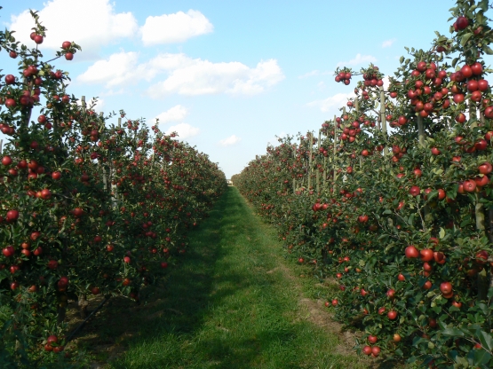 Gospodarstwo Sadownicze MB Monika Bankiewicz