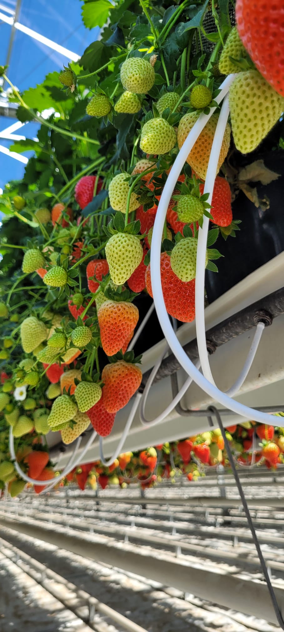 Gospodarstwo Rolno Ogrodnicze Kobos Krzysztof