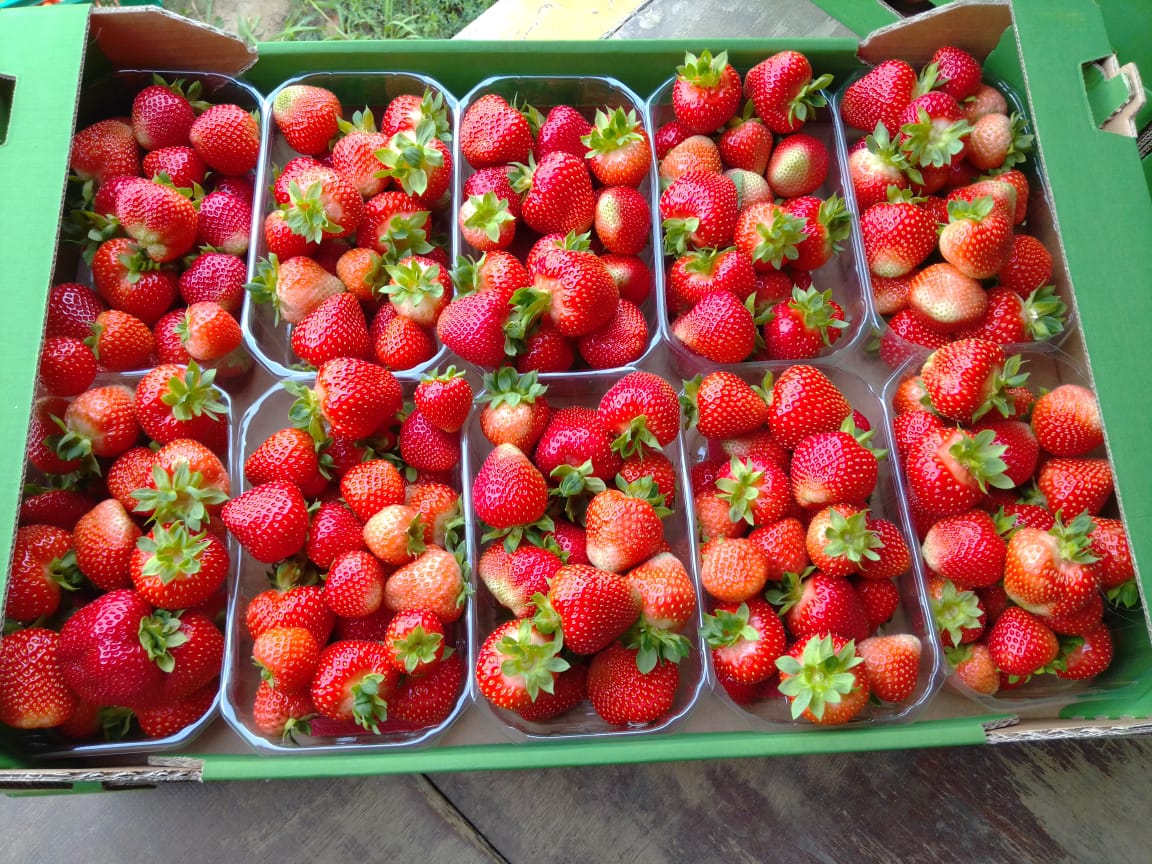 Gospodarstwo Rolne Adam Leszczyński